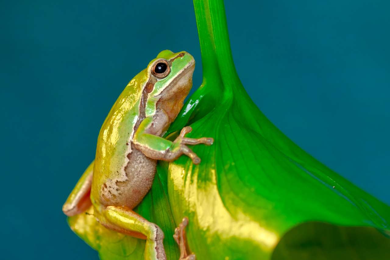 Европейска дървесна жаба онлайн пъзел