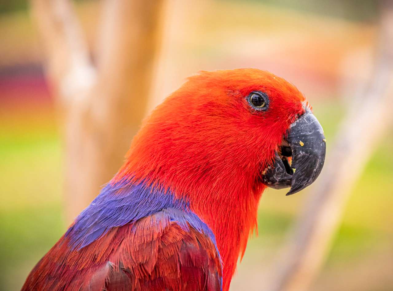 Rode en blauwe papegaai online puzzel