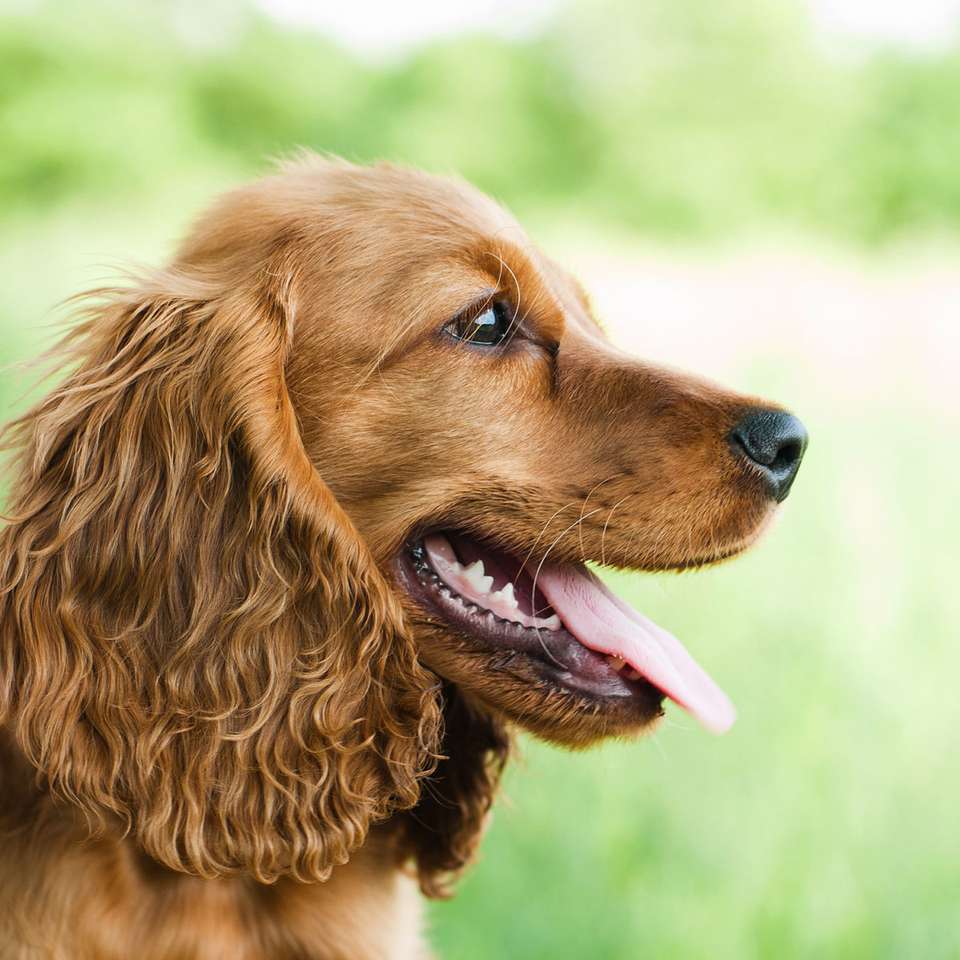 Cocker spaniel jigsaw puzzle online