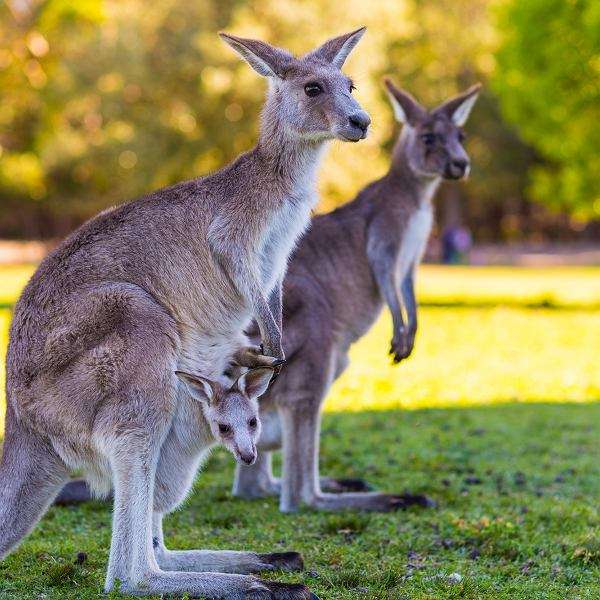 Kangoeroes in Australië online puzzel