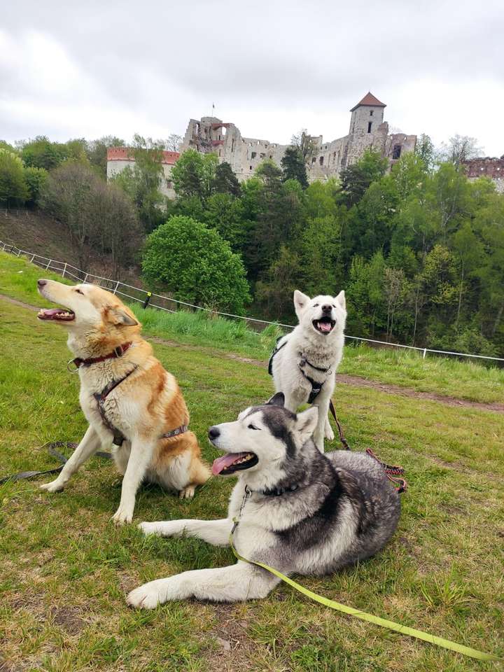 Cães sob o castelo quebra-cabeças online