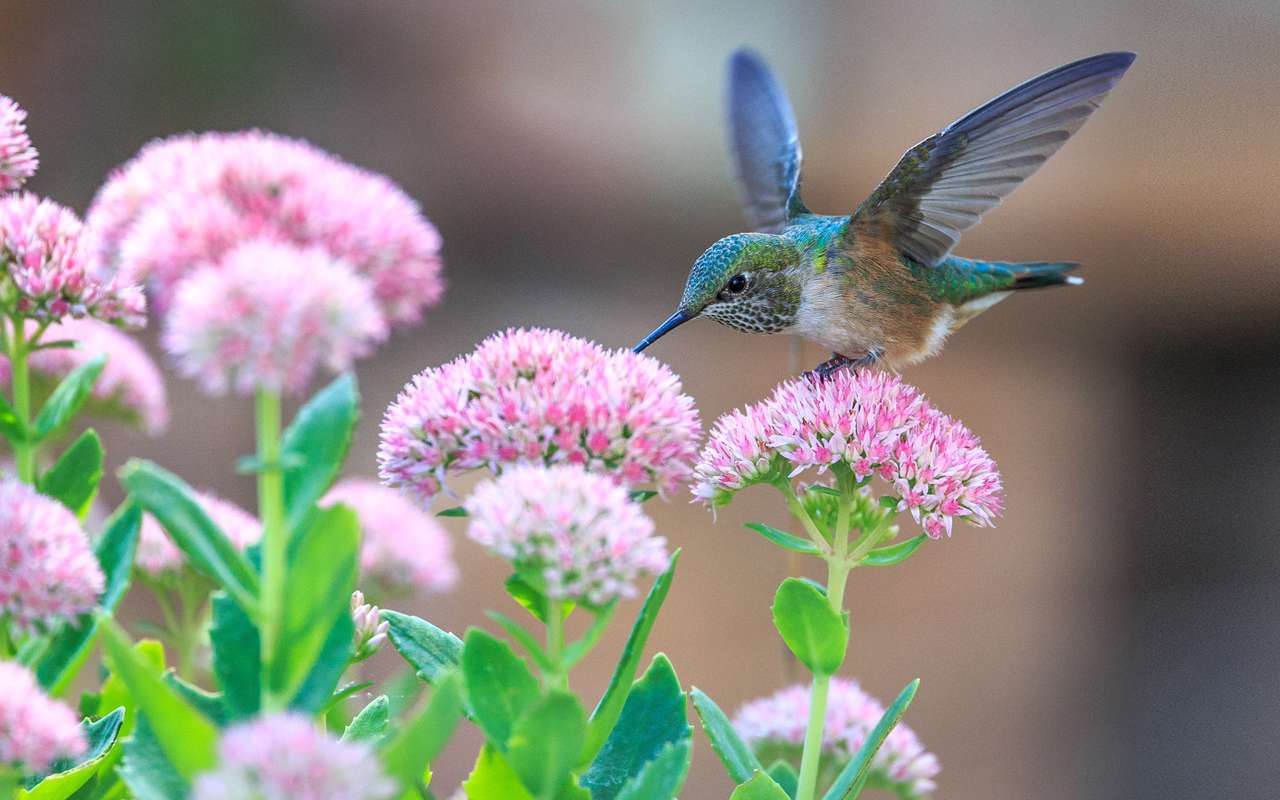 kolibřík létající v květu skládačky online