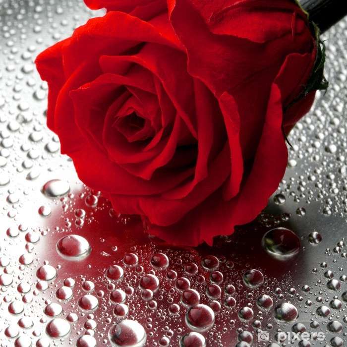 Κόκκινο τριαντάφυλλο λουλούδι online παζλ