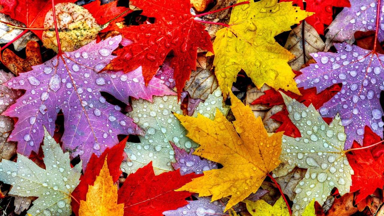 vackra löv på hösten pussel på nätet