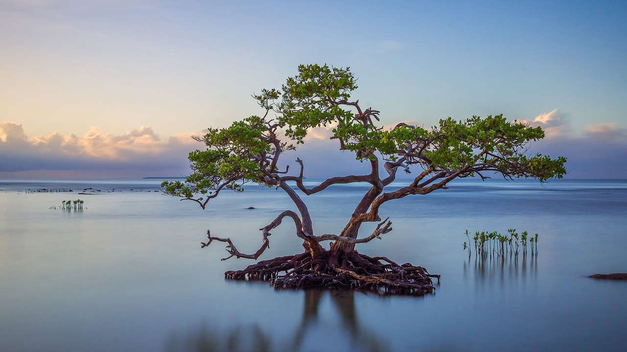 Einsamer Baum im See Online-Puzzle