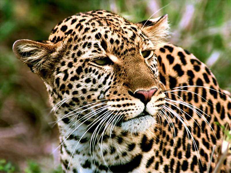 Leopard - skvělý lovec online puzzle