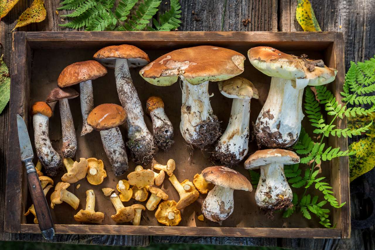Jedlé lesní houby skládačky online