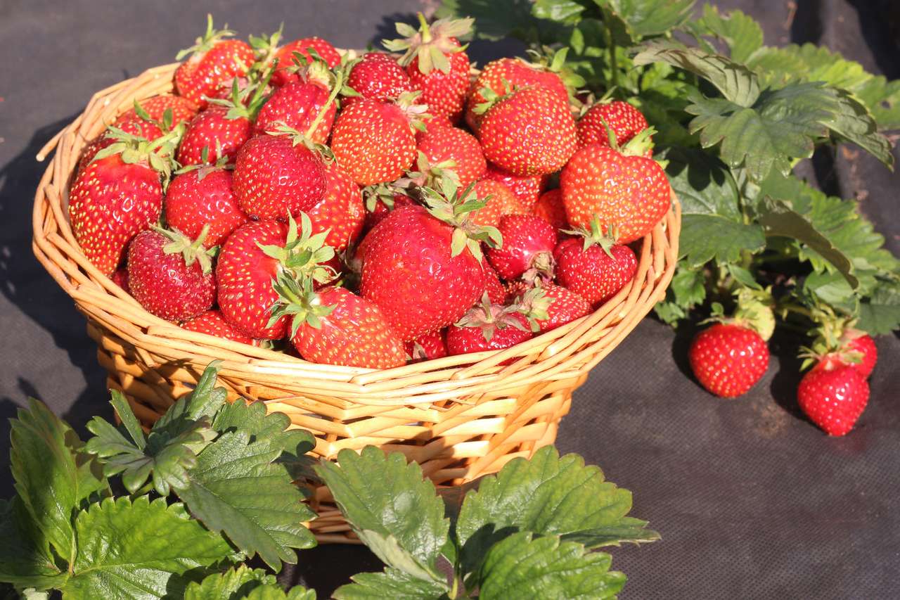 Verse aardbeien legpuzzel online