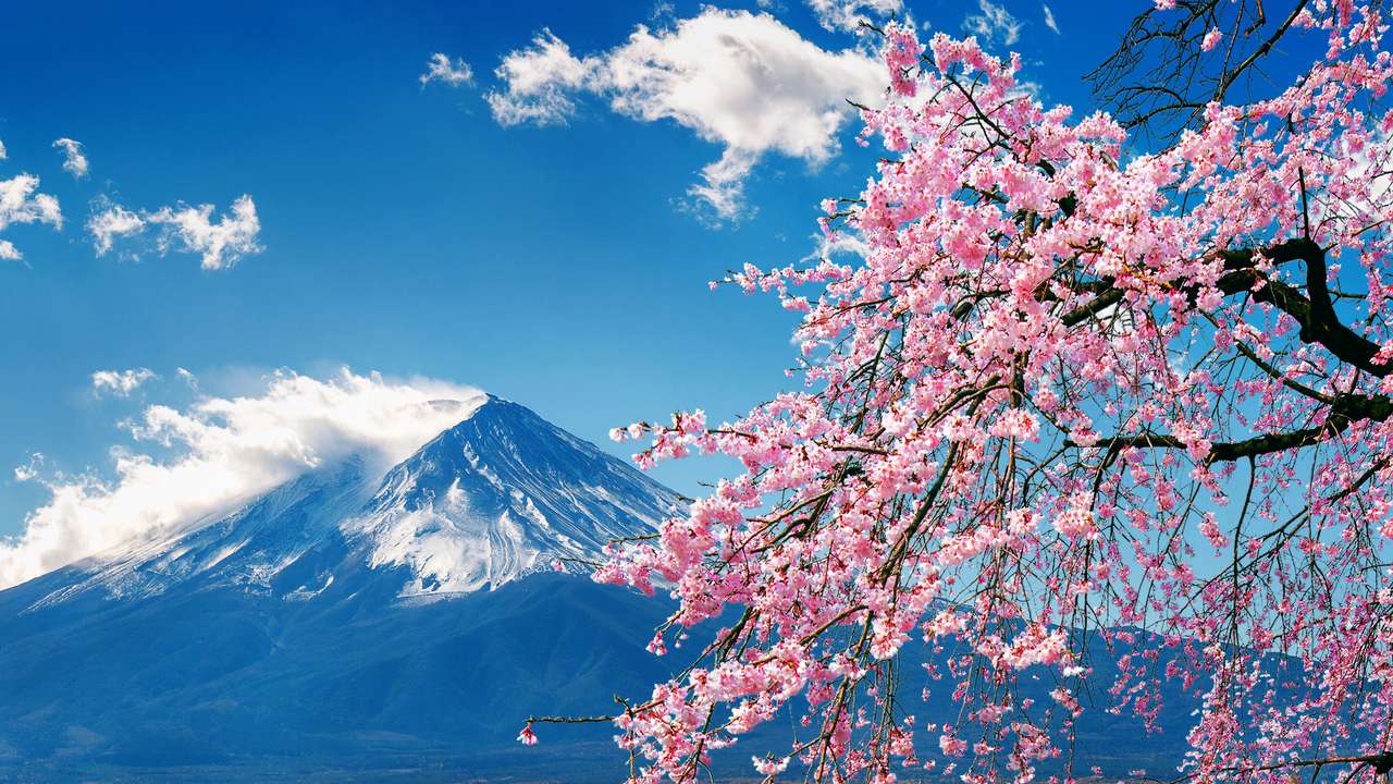 Фуджи планина и вишнев цвят през пролетта, Япония. онлайн пъзел