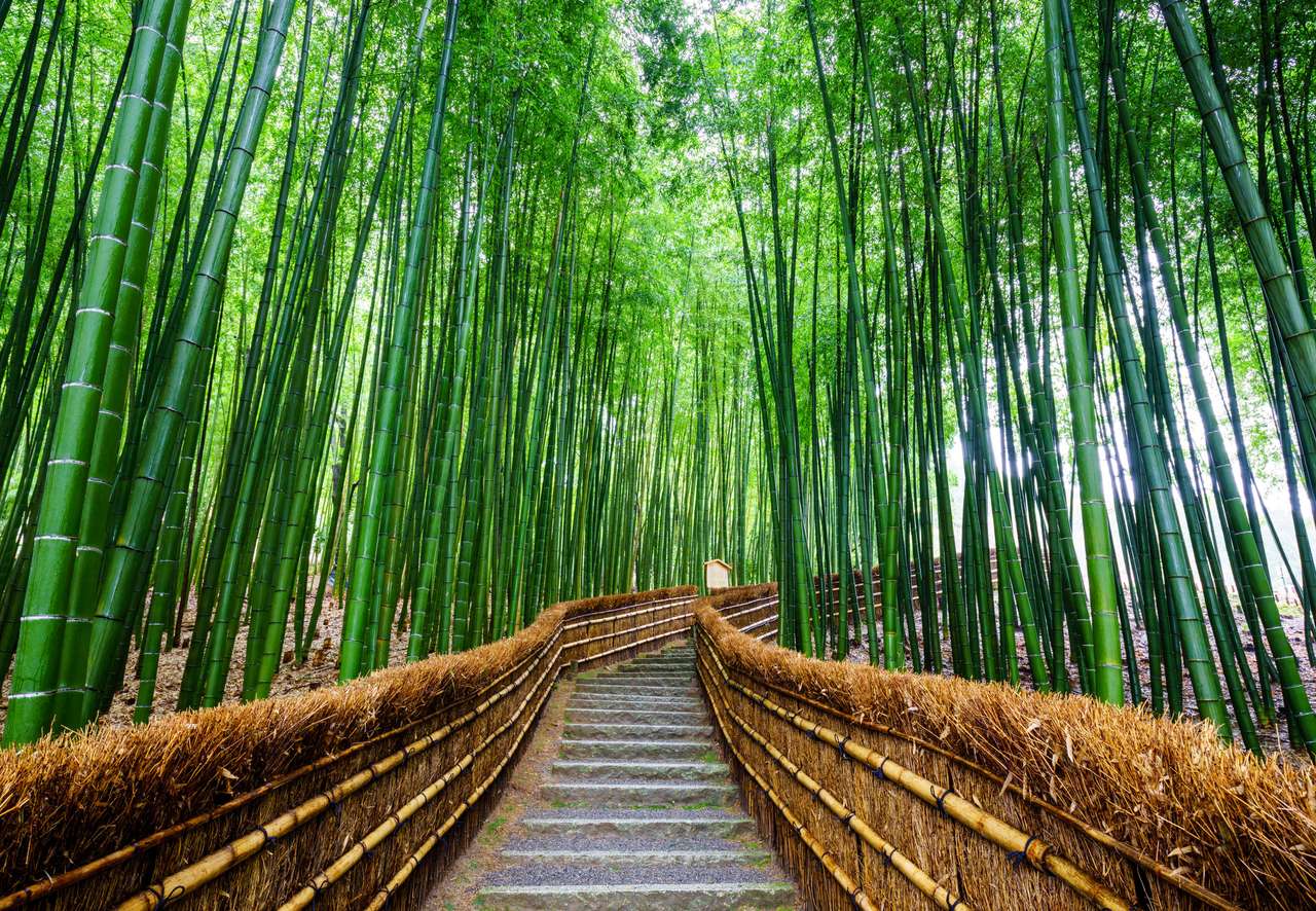 Floresta de bambu, Arashiyama, Kyoto, Japão puzzle online