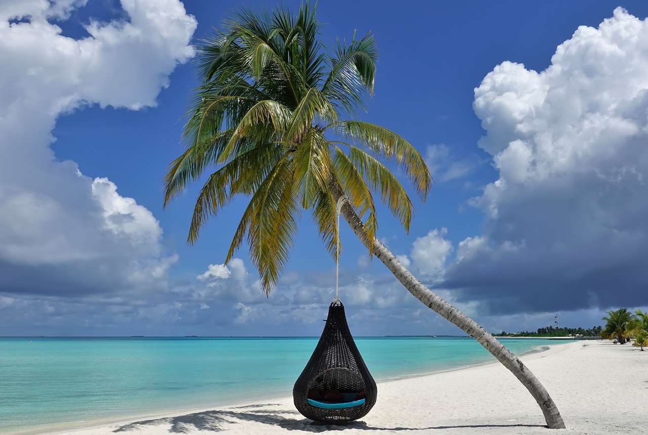 Kokosová palma ohnutá nad písečnou pláží skládačky online