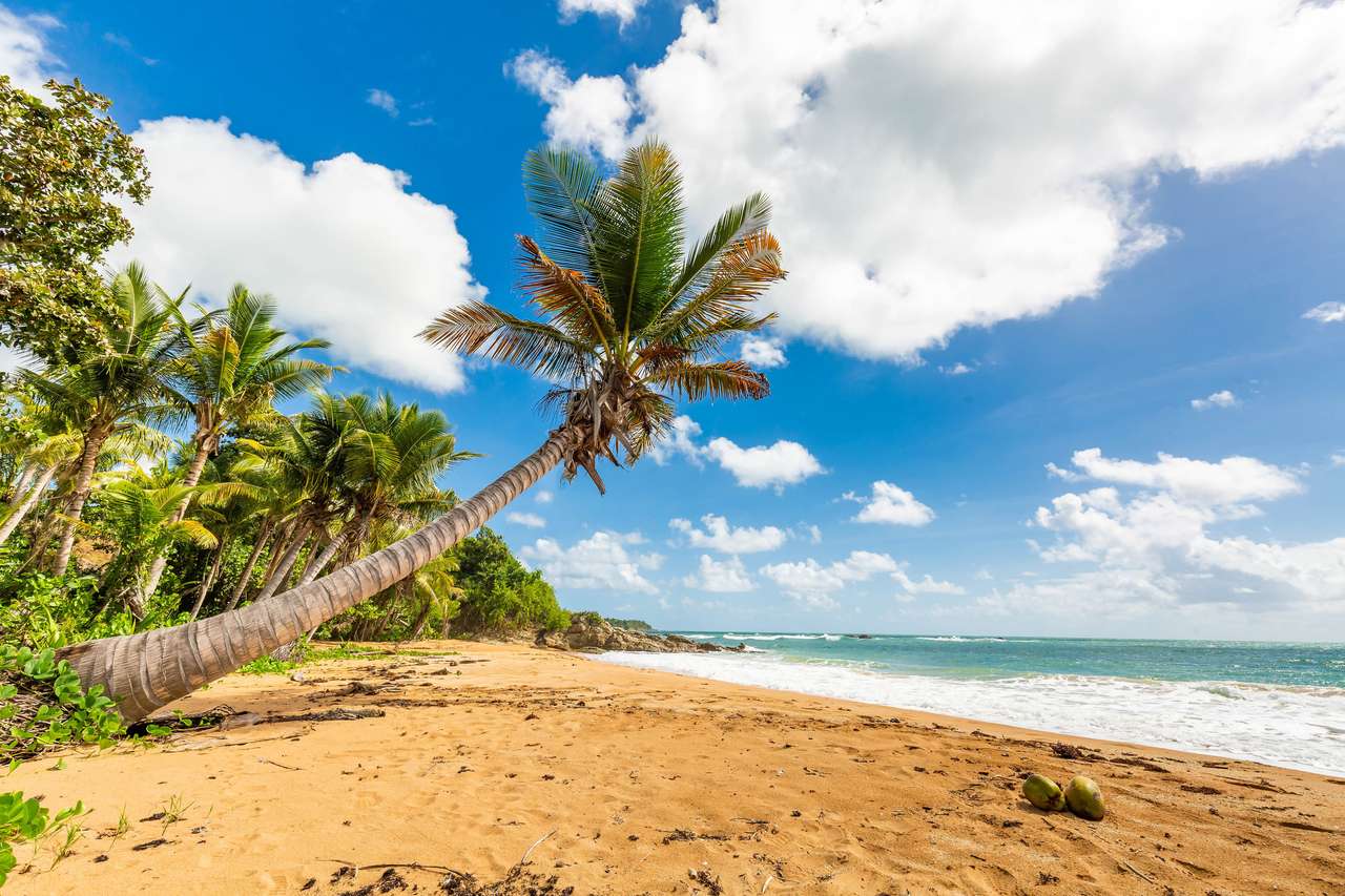 Брегът на плажа в Пуерто Рико Фламенко онлайн пъзел