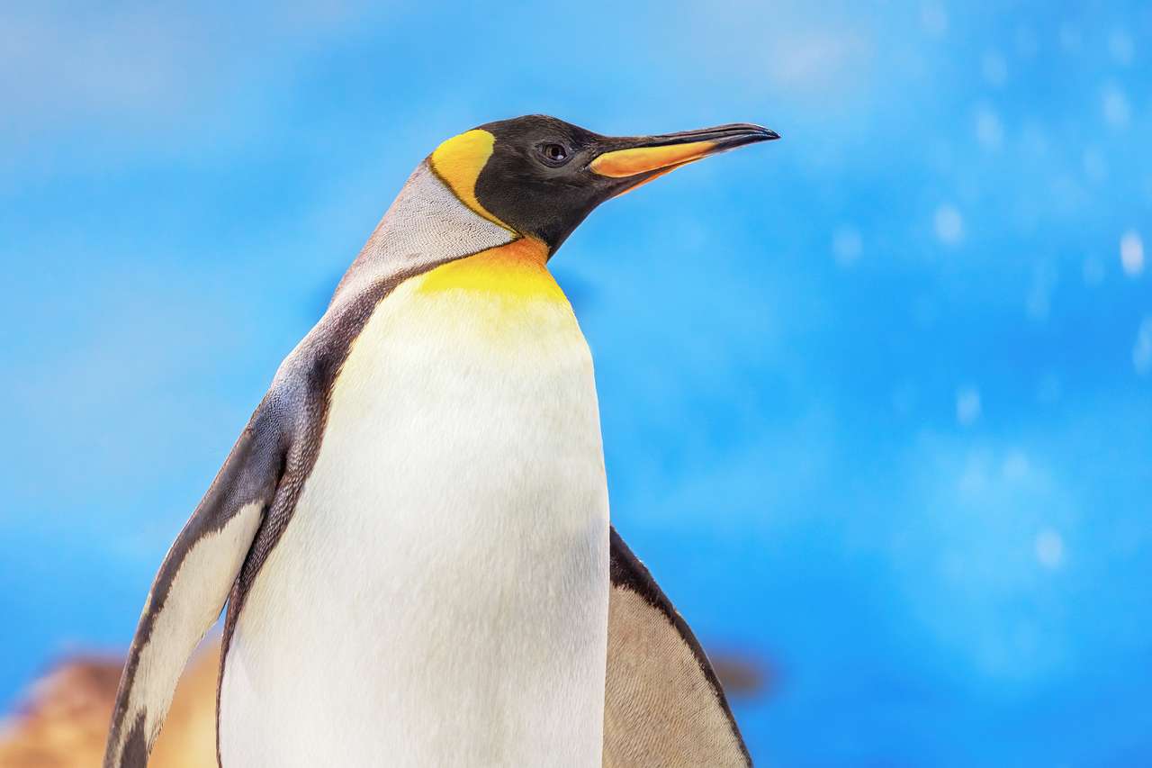 Императорски пингвин онлайн пъзел