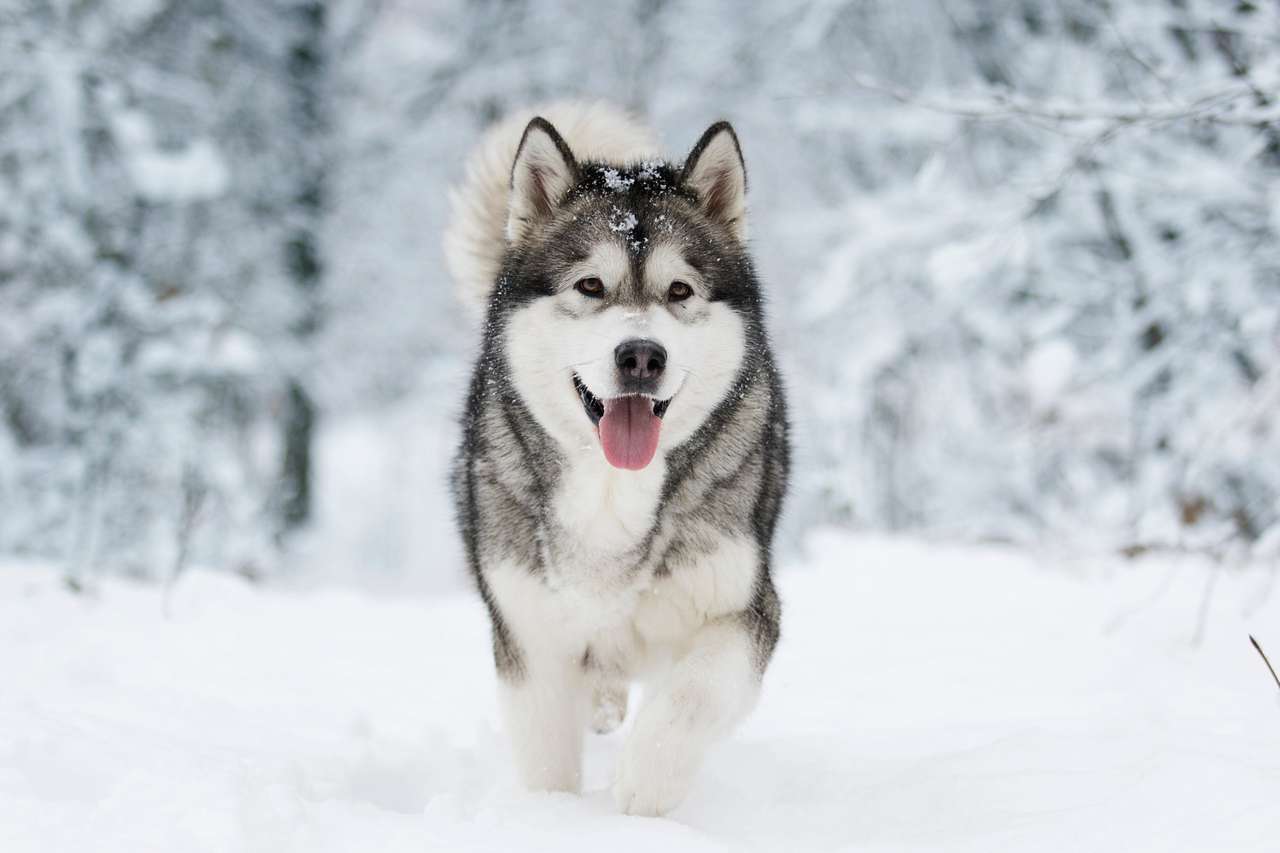冬のマラミュート犬 ジグソーパズルオンライン