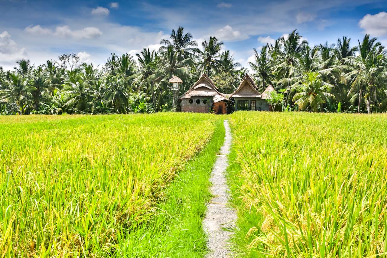 Селска къща на оризовото поле онлайн пъзел