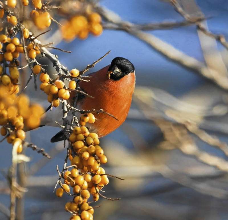 Bullfinch on a sea-buckthorn bush online puzzle