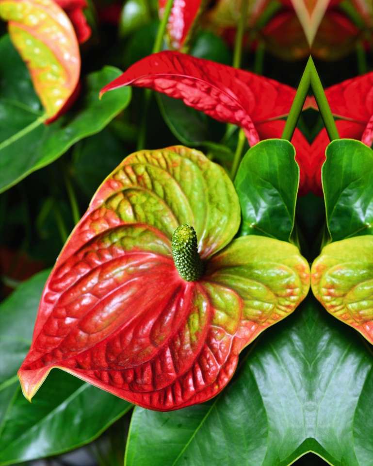 Flor de anturio rompecabezas en línea