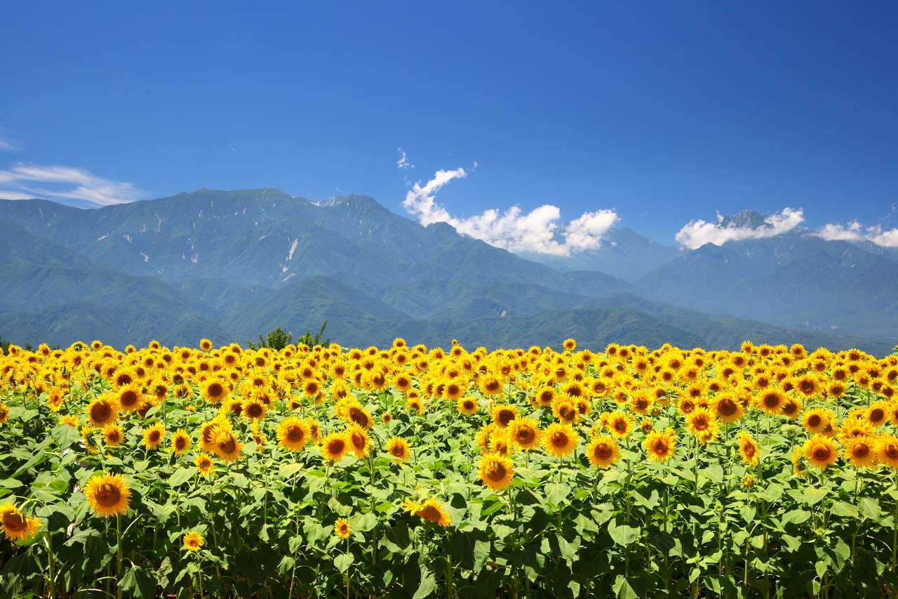 Campo de girasol y montaña en verano, Japón rompecabezas en línea