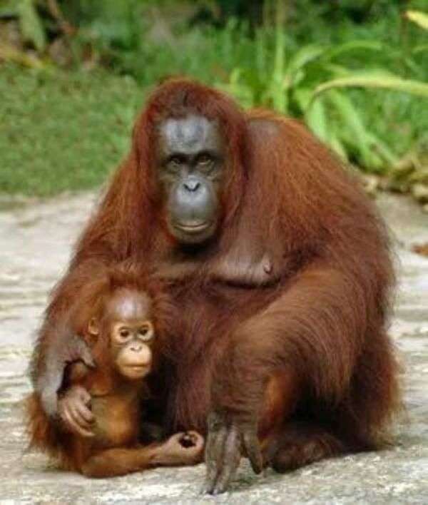 O amor da mãe de um orangotango puzzle online