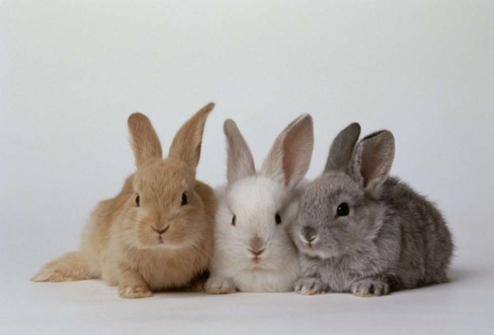 Trei iepuri iepurași jigsaw puzzle online