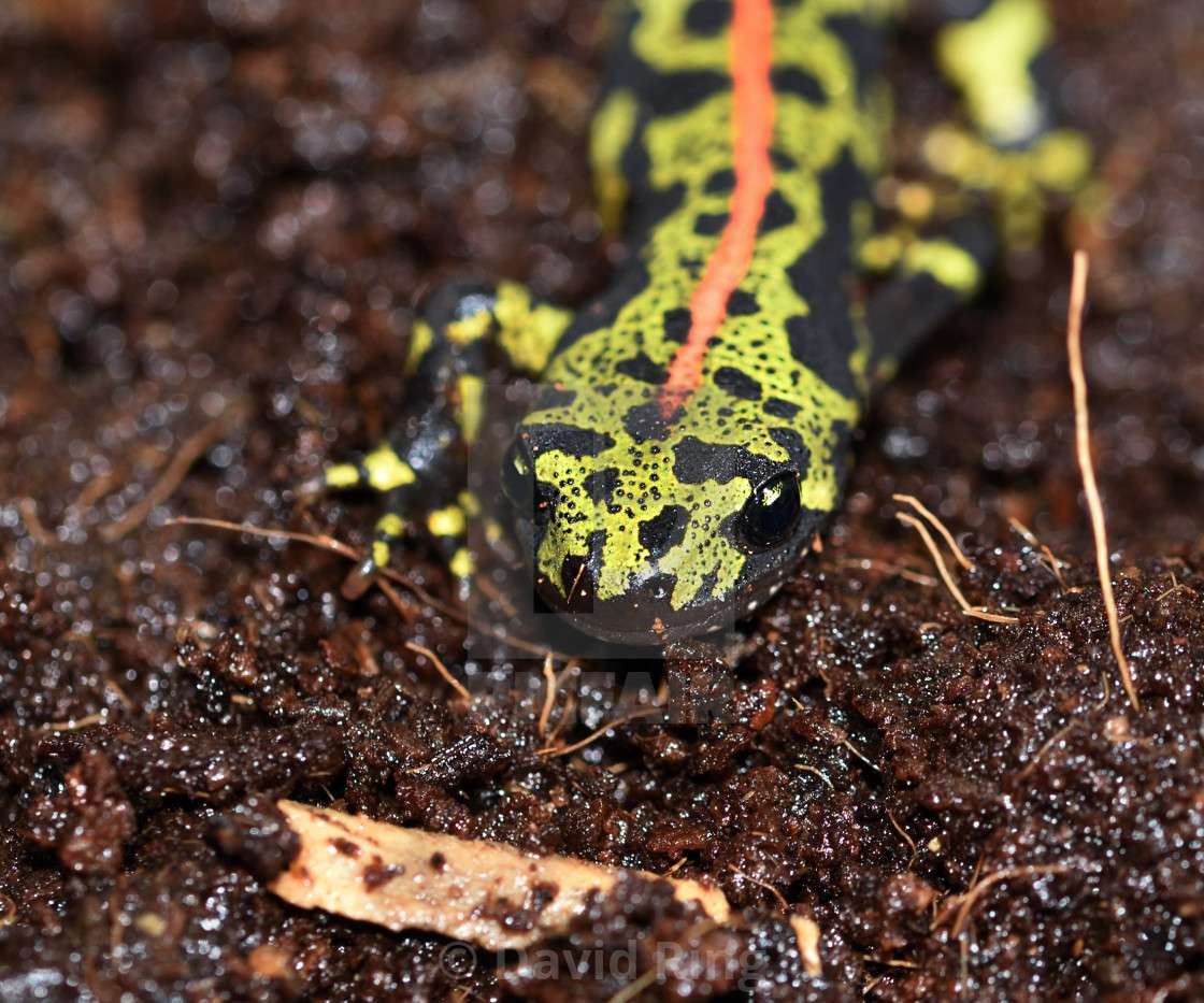 marbled newt online puzzle