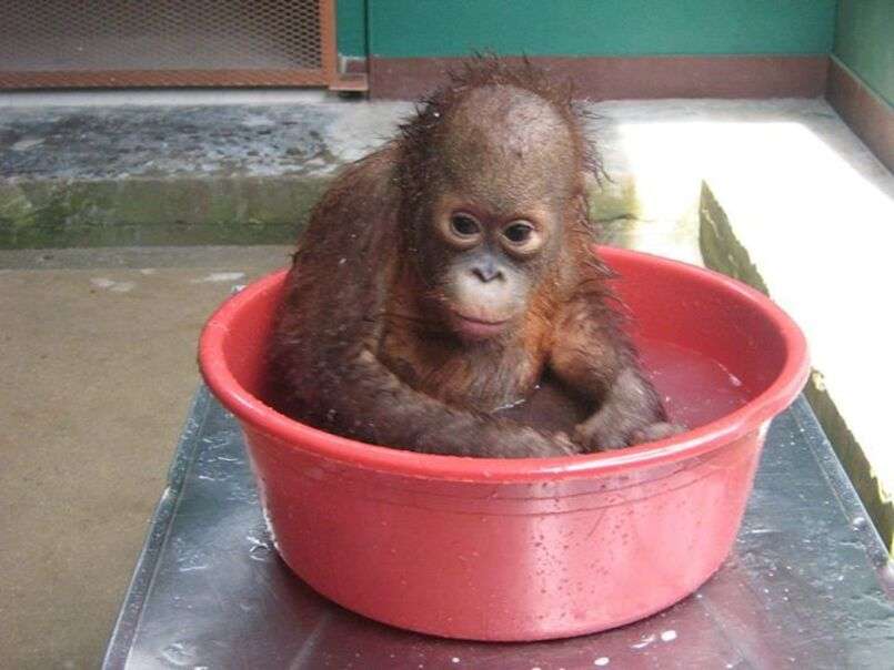Μικρή μαϊμού που κάνει ένα υπέροχο μπάνιο σε μια μπανιέρα online παζλ