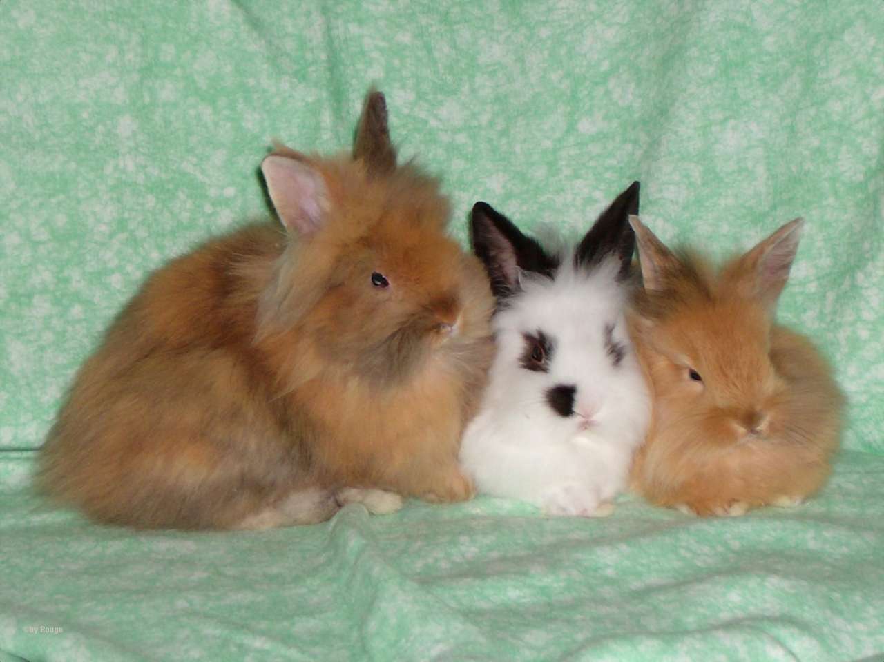 3 kaniner pussel på nätet