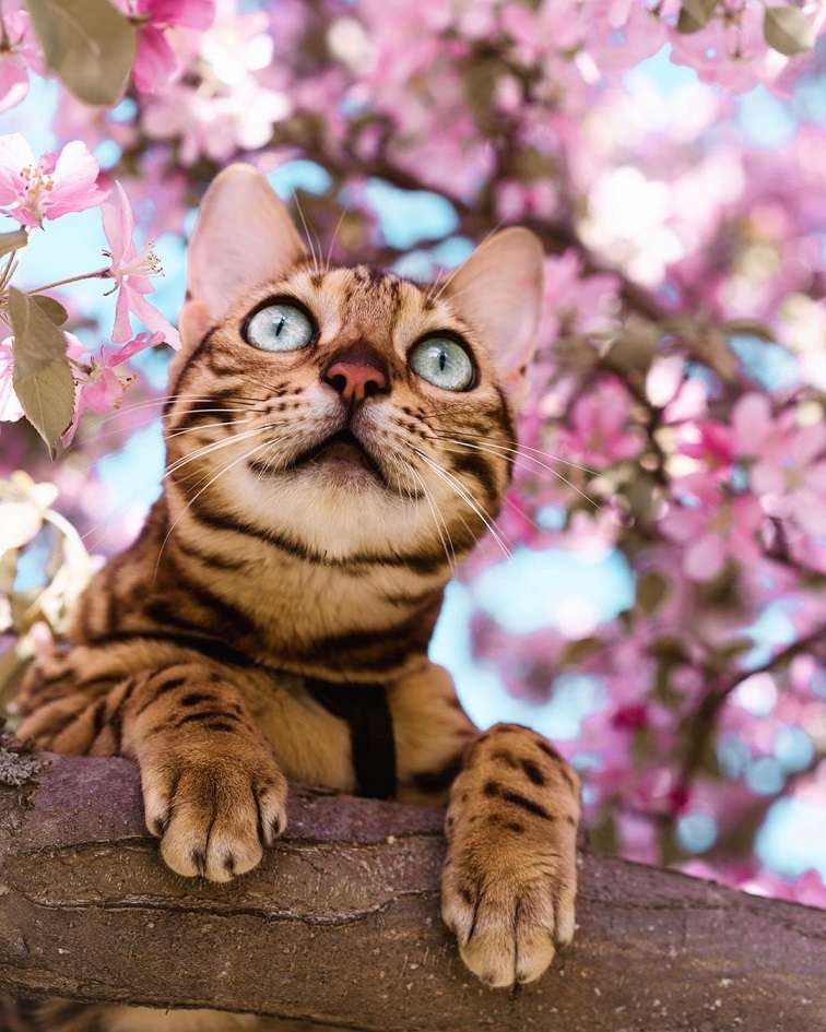 Сукі, мандрівна канадська бенгальська кішка онлайн пазл