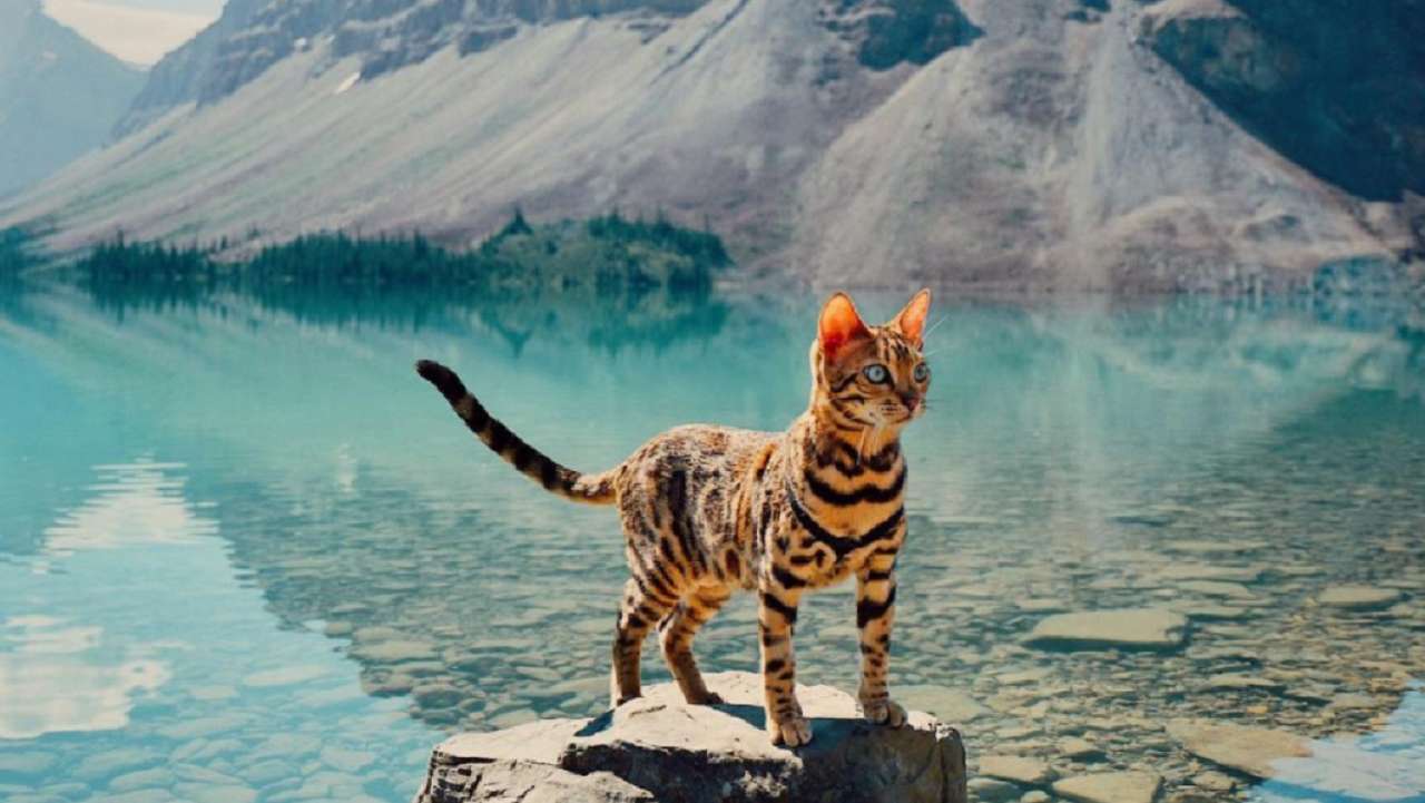 Suki, il gatto canadese del Bengala in viaggio, II puzzle online