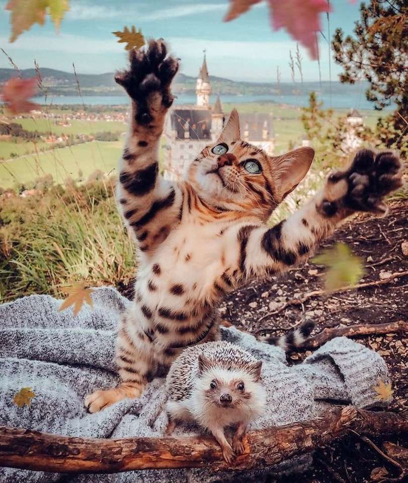 Bengáli macska és sündisznó, útitársak kirakós online