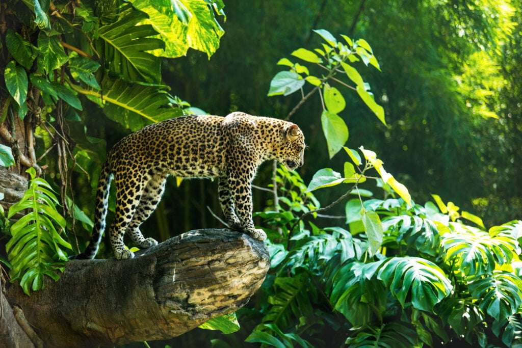leopardo siberiano quebra-cabeças online
