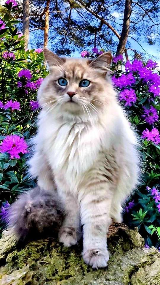 Angora macska gyönyörű kék ​​szemekkel kirakós online