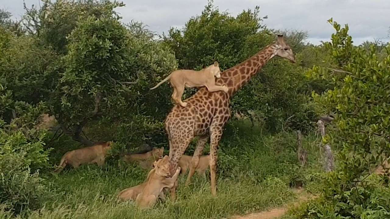 жираф и лев онлайн-пазл