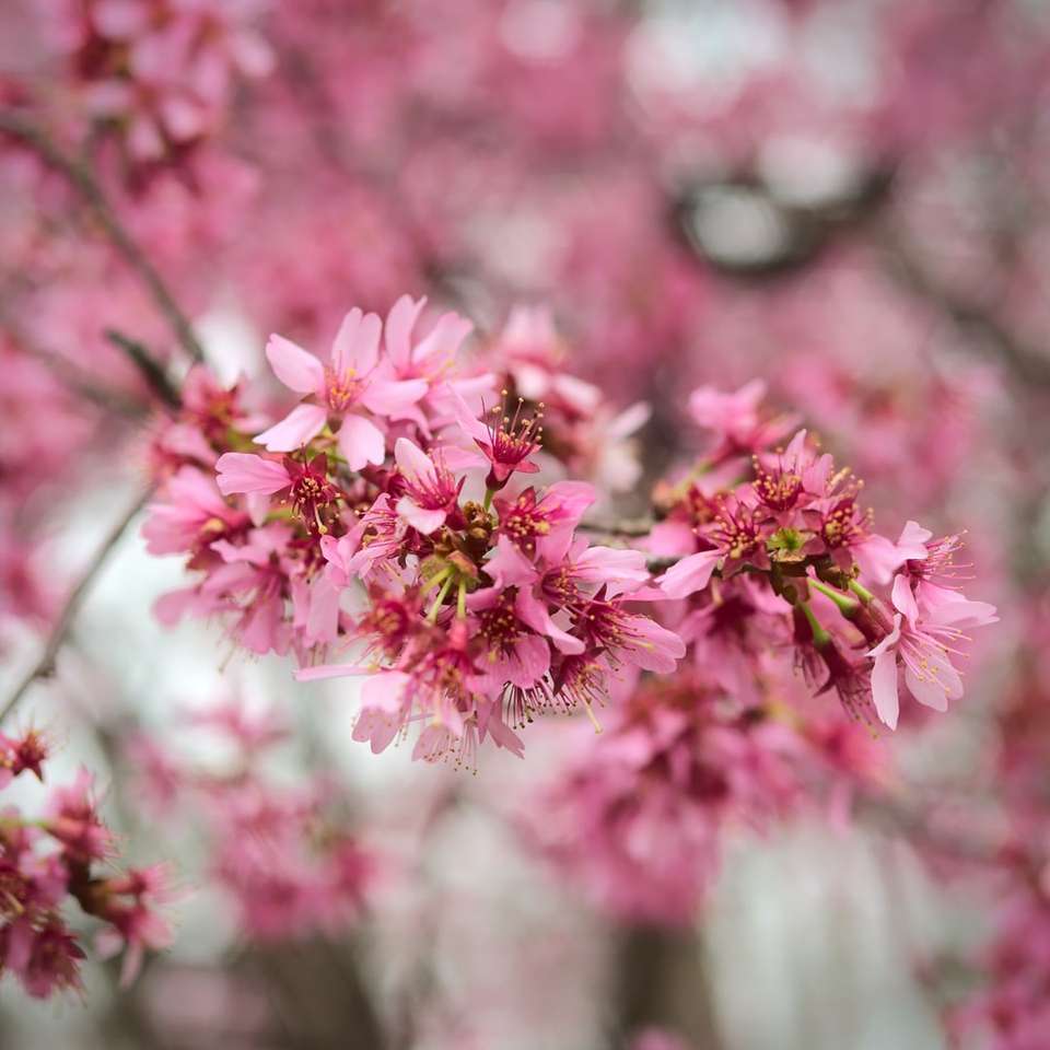チルトシフトレンズのピンクと白の花 ジグソーパズルオンライン