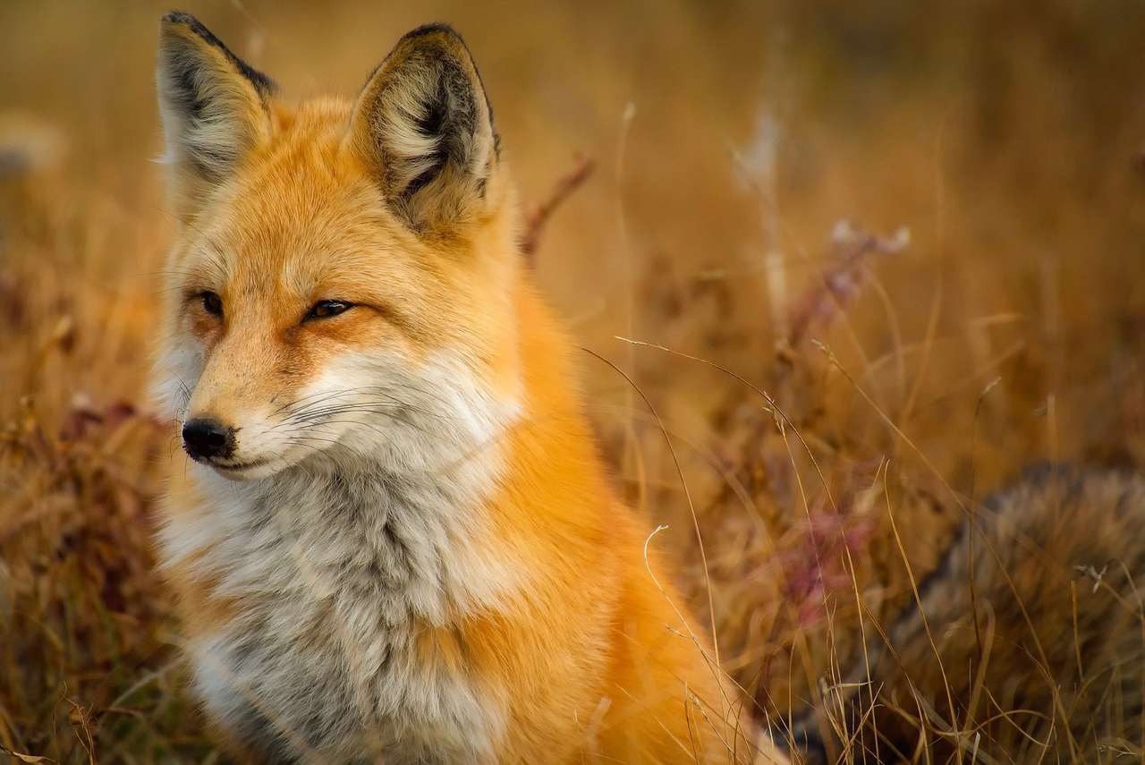 THE FOX IN THE FOREGROUND jigsaw puzzle online
