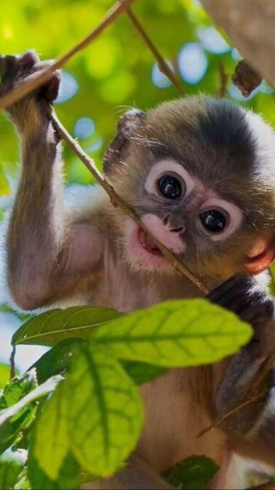 Baby apa äter en gren pussel på nätet