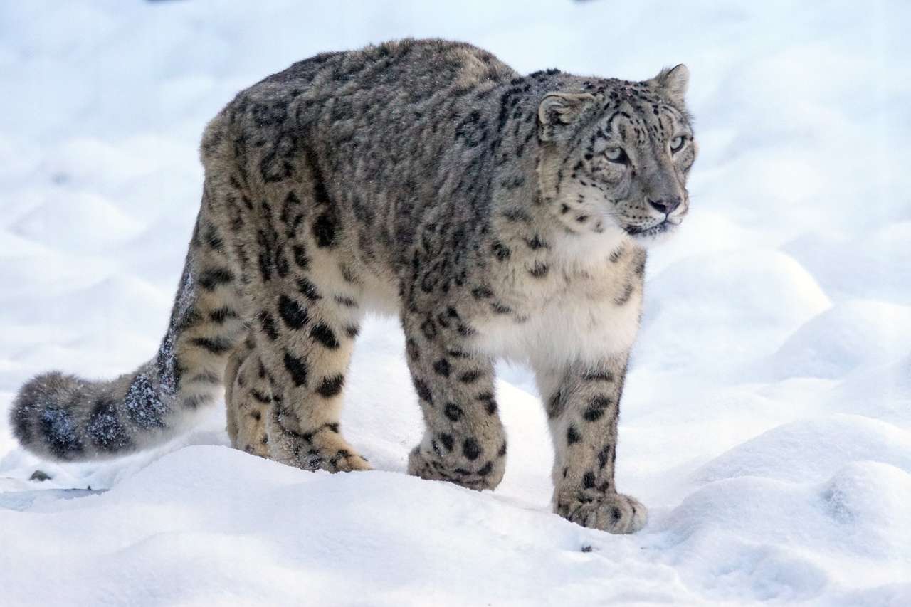 leopard pe zăpadă puzzle online