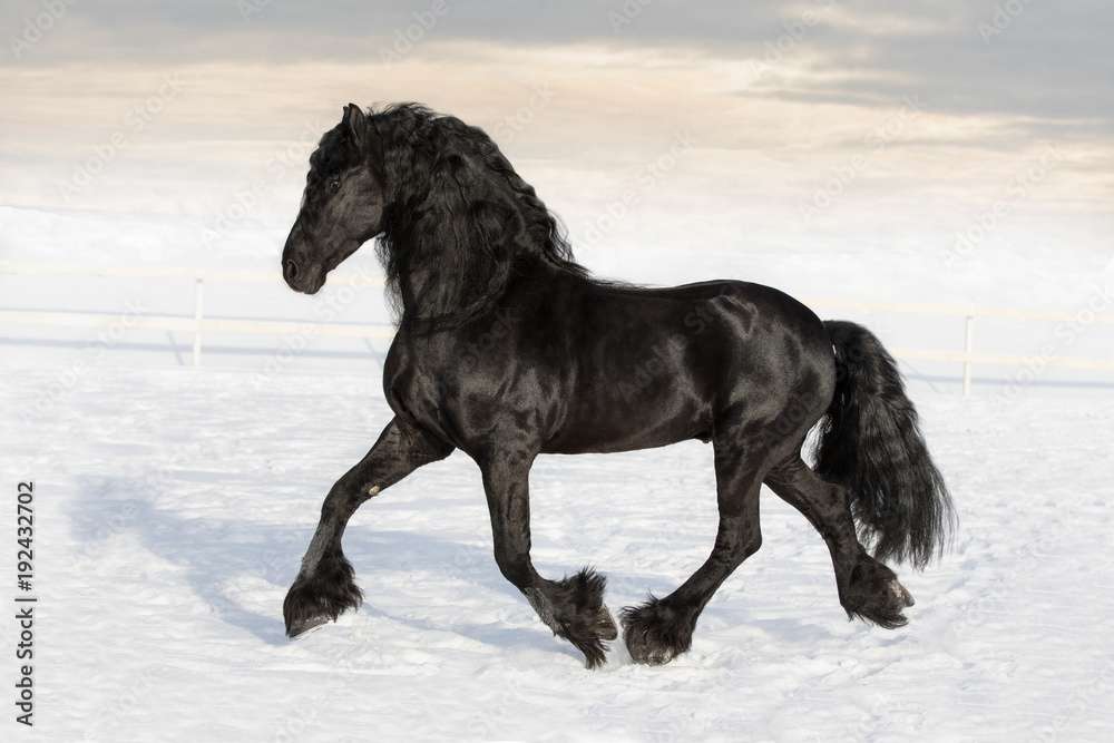 Calul Friesian. puzzle online