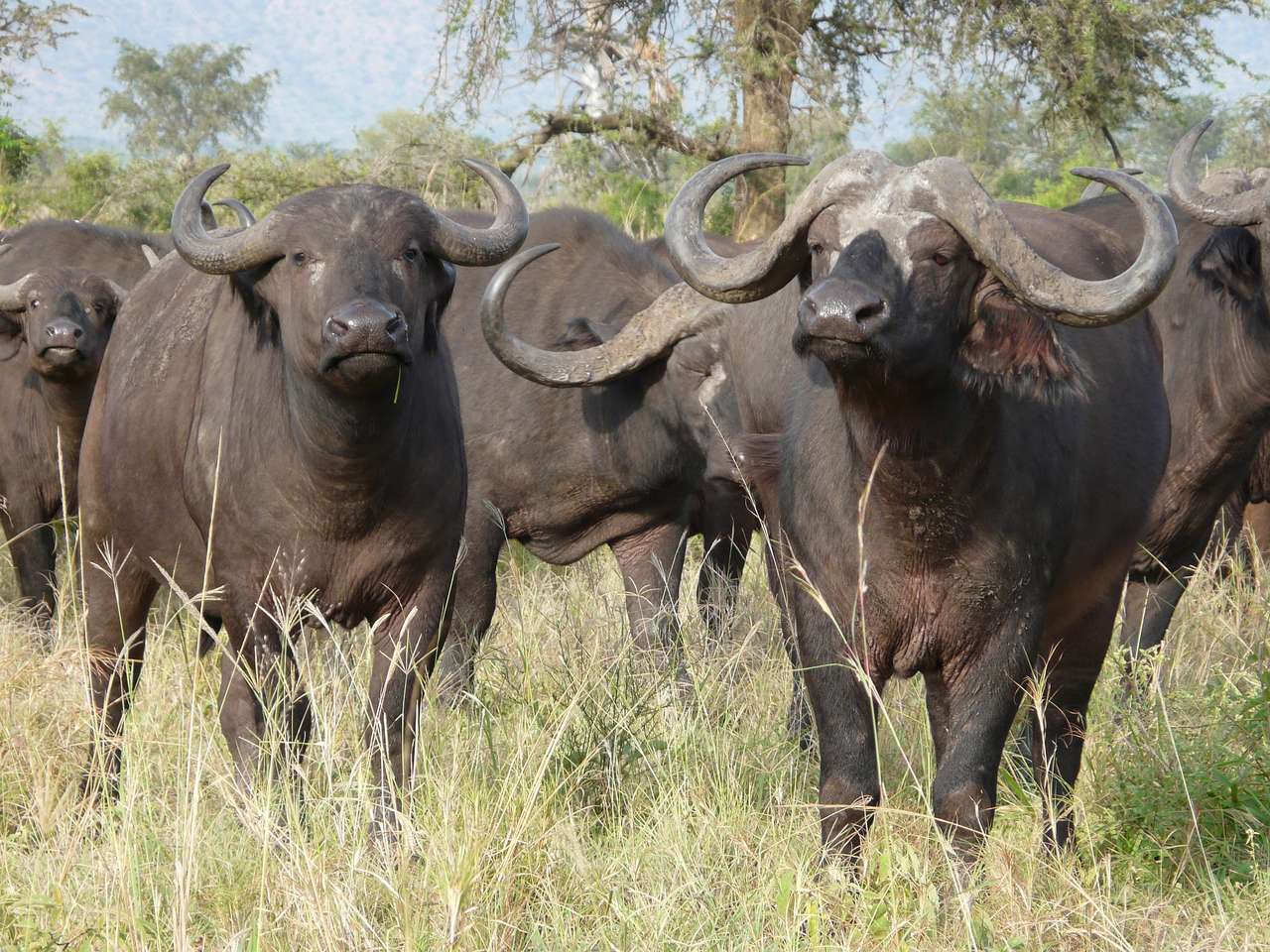 Kaapse buffel legpuzzel online