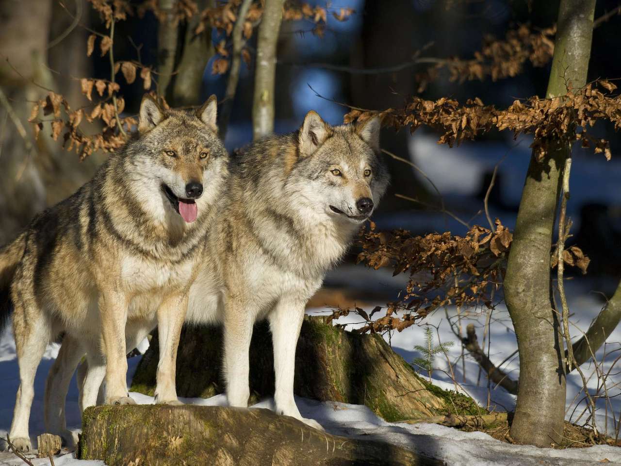 Farkasok télen kirakós online