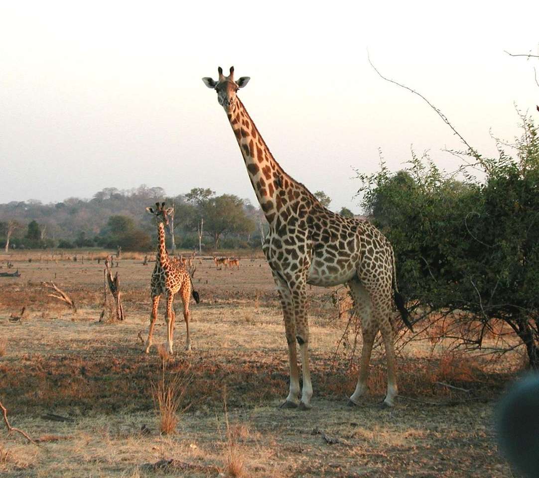 жирафи пазл онлайн