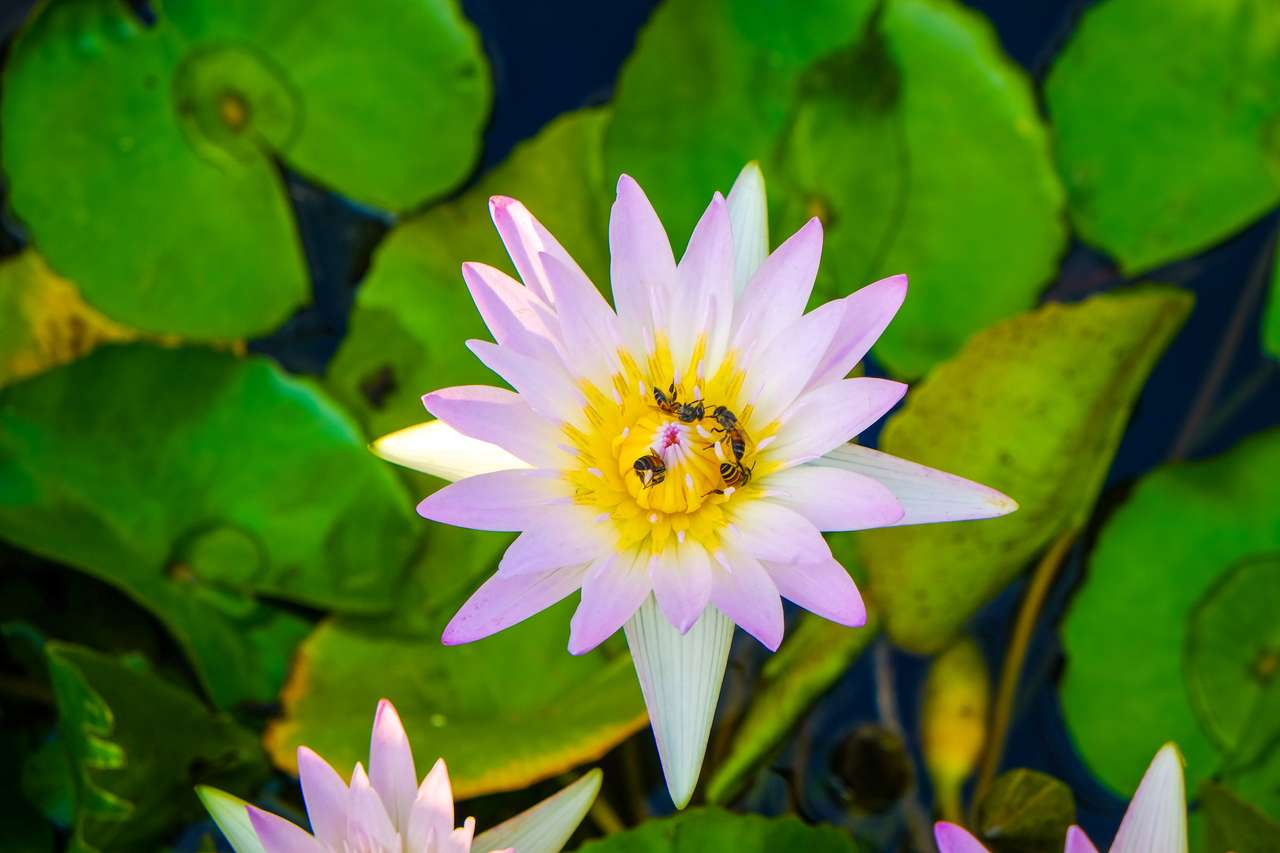 waterlelie in vijverpark, lotusbloem legpuzzel online