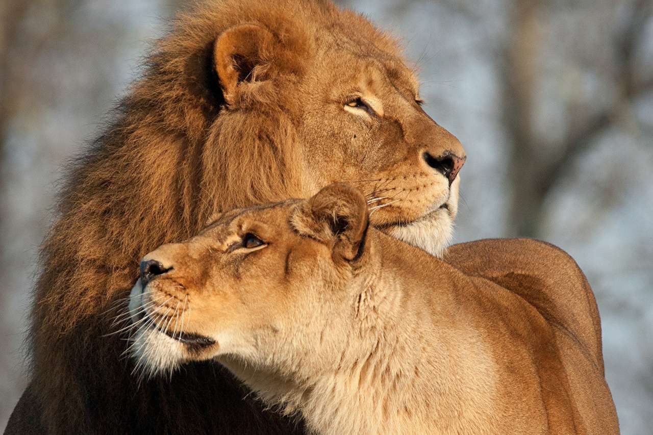 couple de lions puzzle en ligne