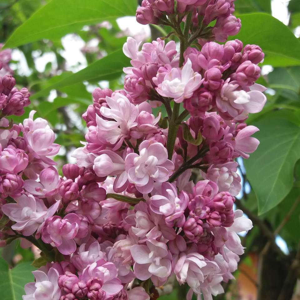 May lilac online puzzle