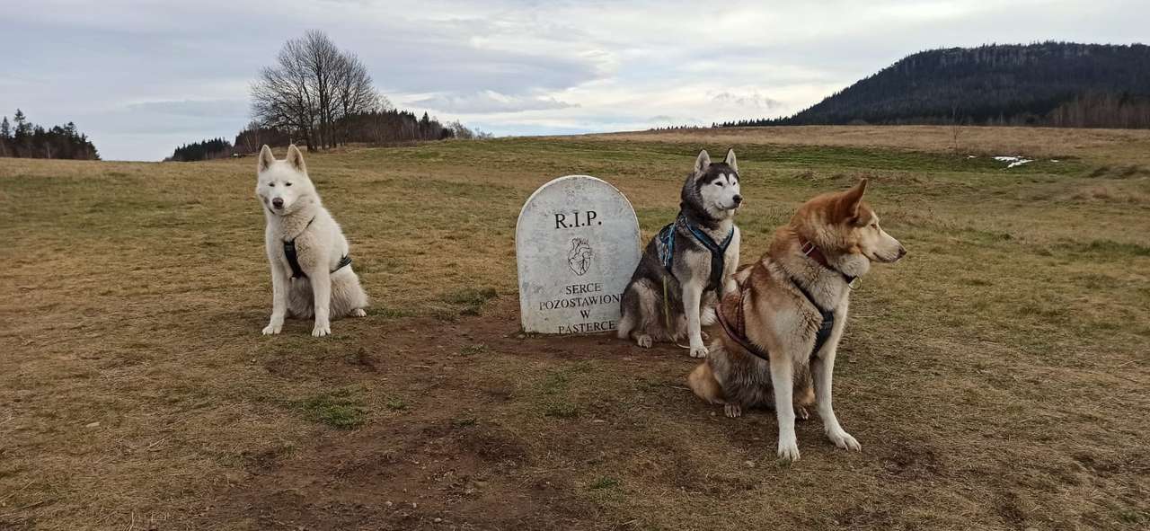Tres perros en Pasterka rompecabezas en línea
