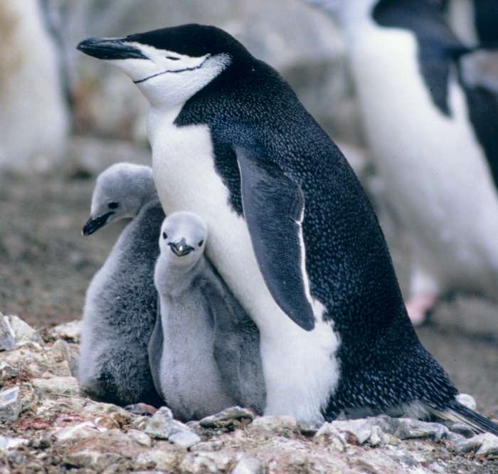 Pingvinek kirakós online
