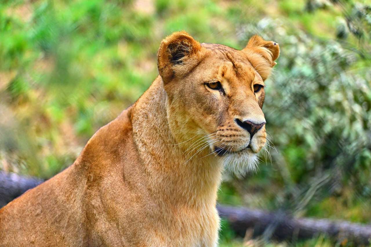 Egy gyönyörű oroszlán kirakós online