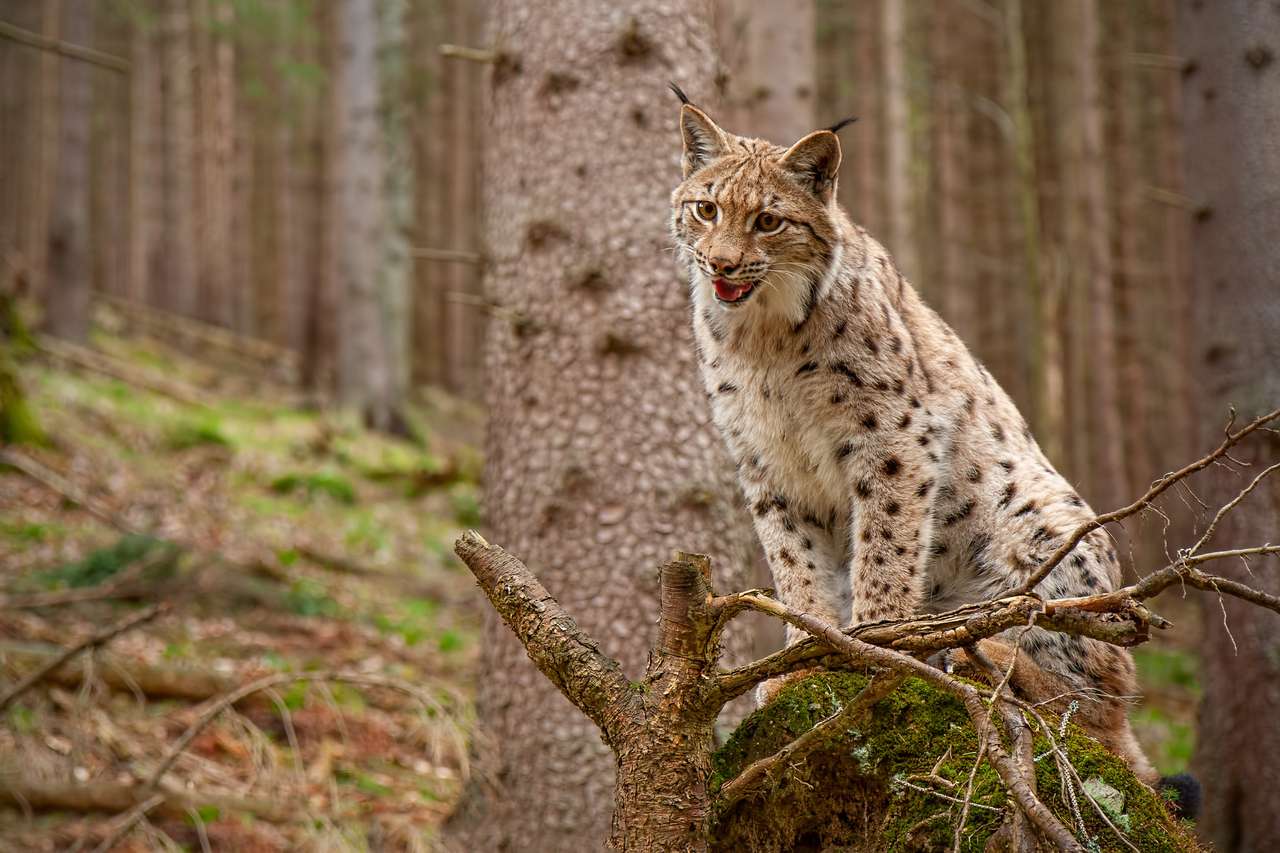 Lynx eurasien puzzle en ligne