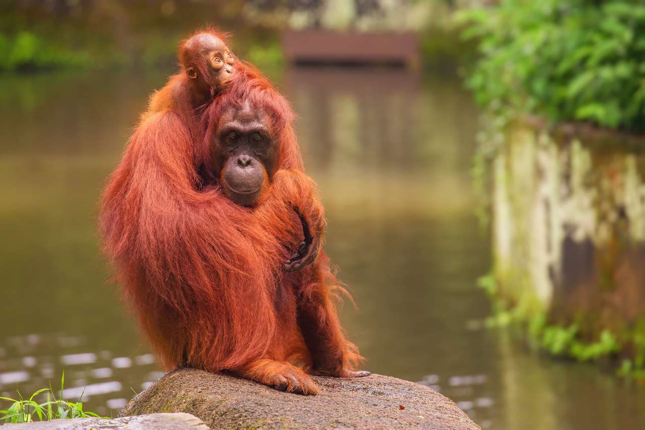 Orang-outan puzzle en ligne