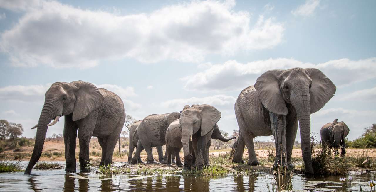 Elefanți în Parcul Național Kruger jigsaw puzzle online